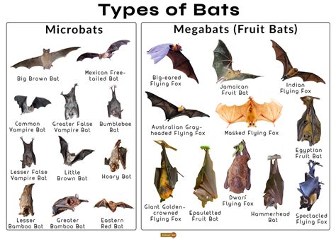 蝙蝠跑進來家裡|蝙蝠資訊站 Bats information about Taiwan